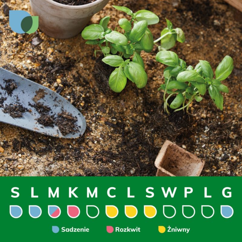 Hvid stikkelsbær Verve i potte C2