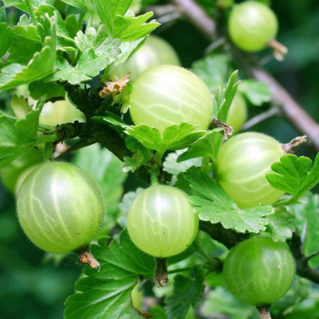 Stammet stikkelsbær (Ribes) i C3-varianter