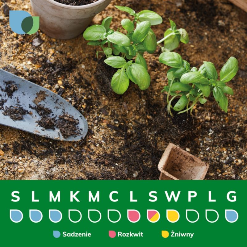 Aronia Verve i potte C2