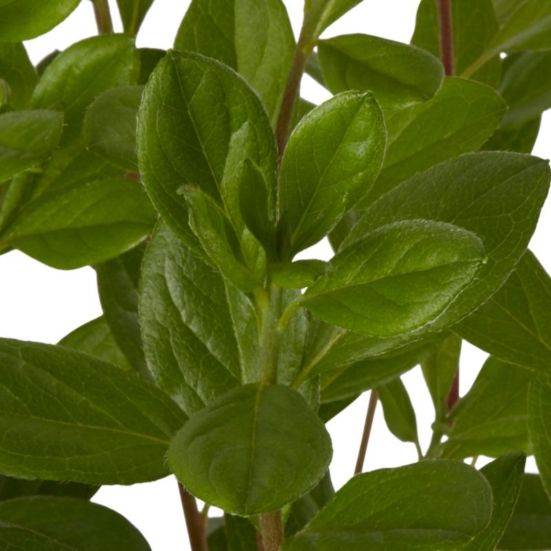 Azalea GoodHome hvid 5 l