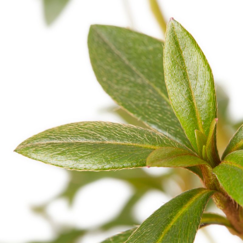 GoodHome azalea violet 5 l