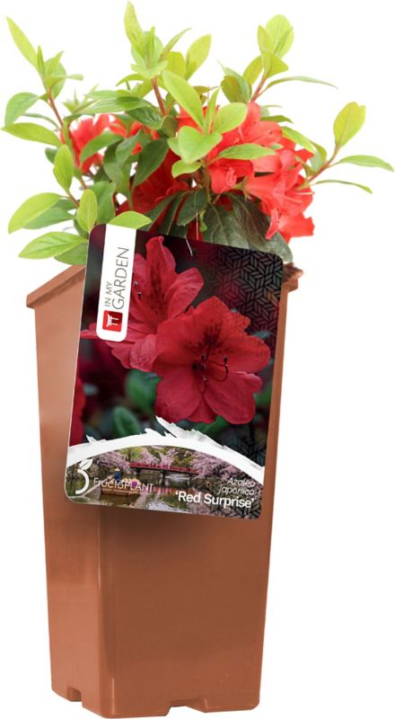 Azalea In My Garden rød C2