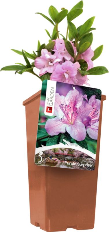 Azalea In My Garden lilla C2