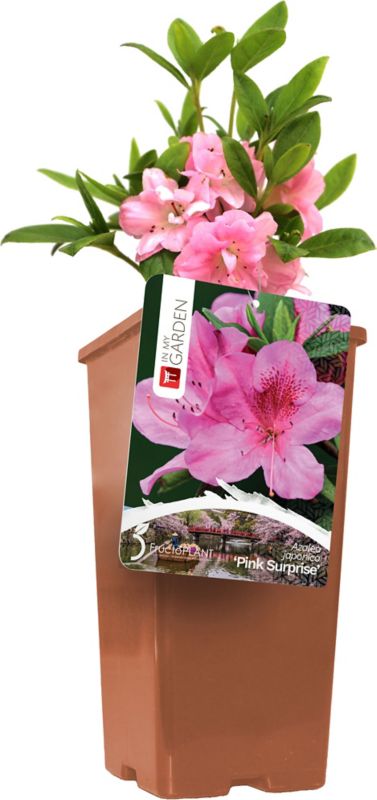 Azalea In My Garden pink C2