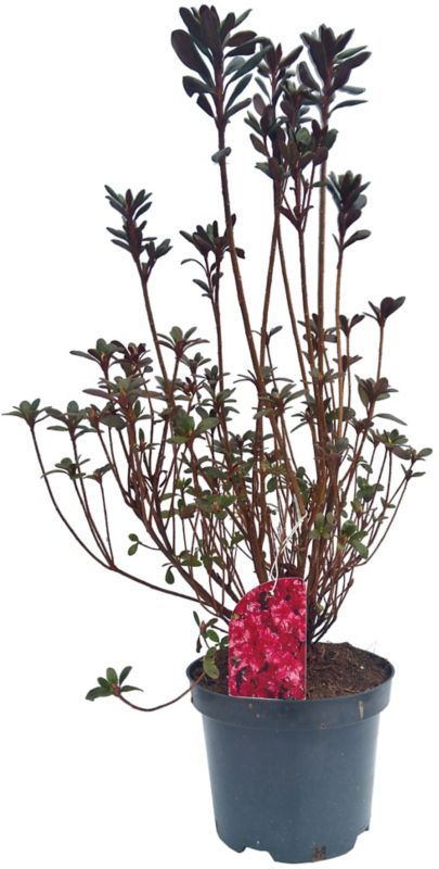 Japansk azalea i varianter P18