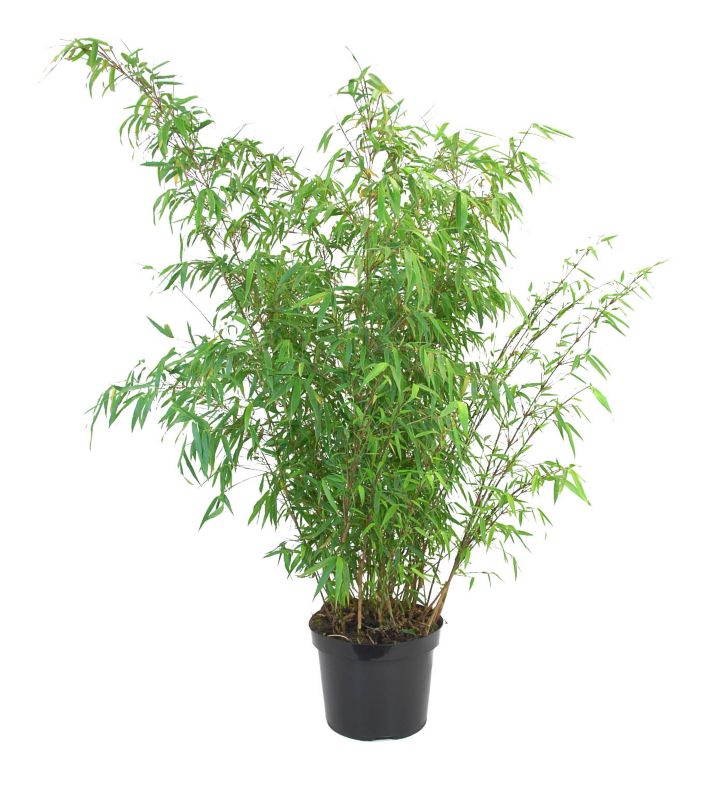 Bambus GoodHome 5 l – dekorativ plante til udendørs brug