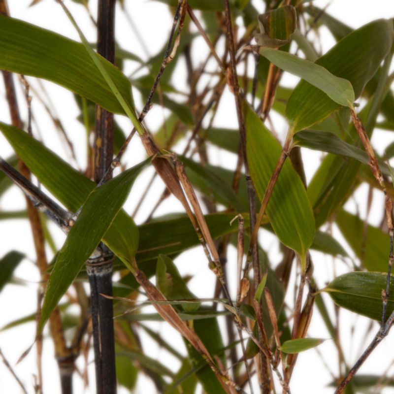 GoodHome bambus sort 12 l