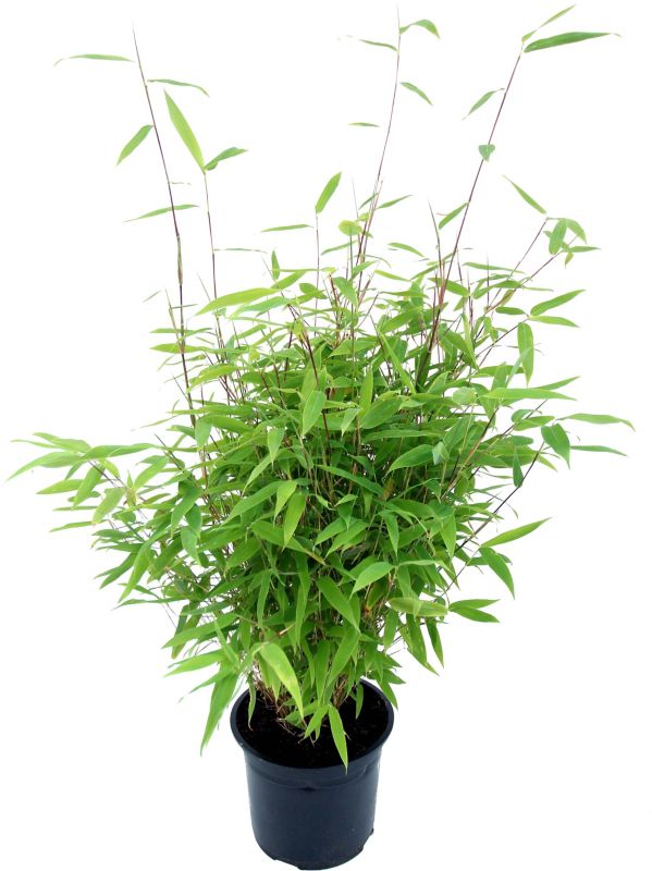 Bambus Verve 80-100 cm