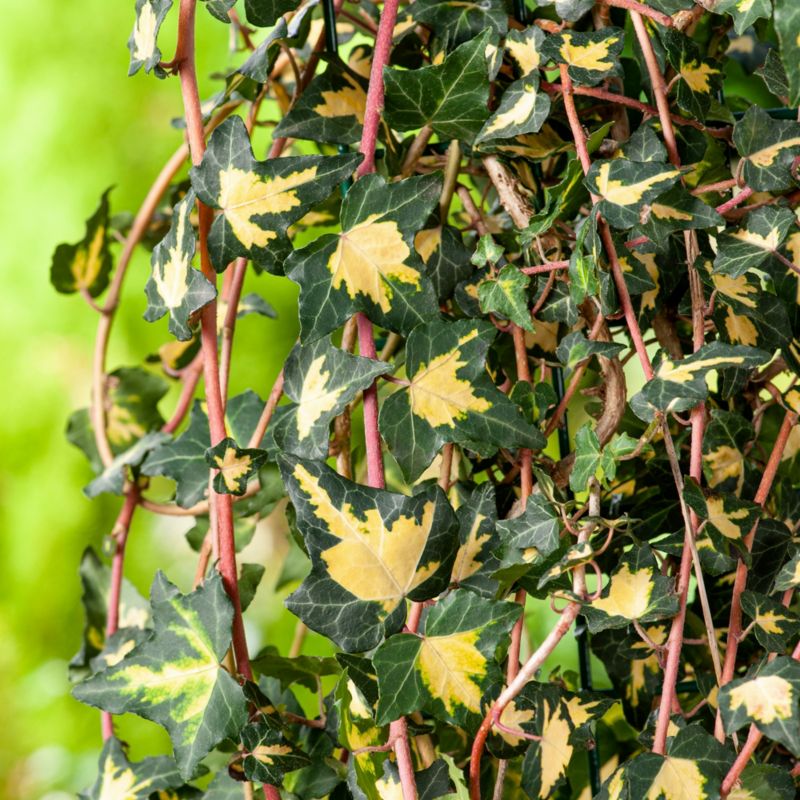 Blågrøn vedbend Goldheart Verve 2 l