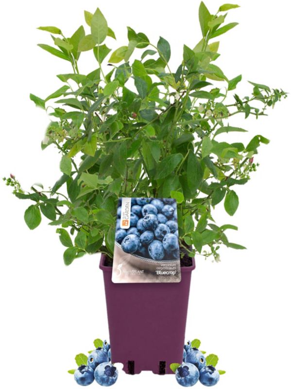 Amerikansk blåbær Bluecrop In My Garden C5