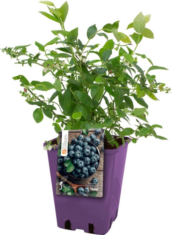 Amerikansk blåbær Duke In My Garden C5