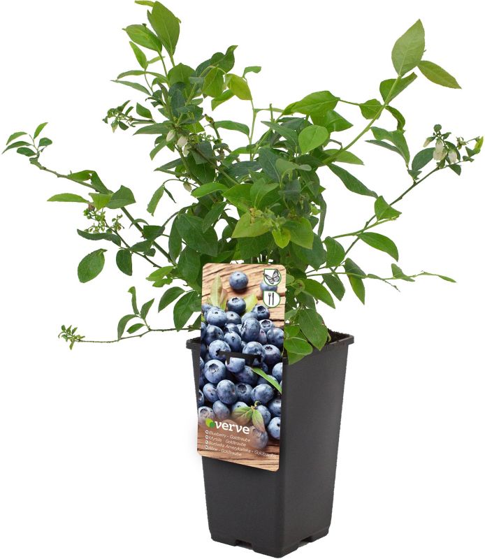 Amerikansk blåbær Verve i potte C2
