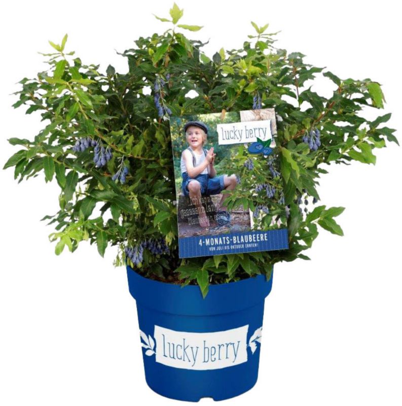 Luckyberry Verve blåbær