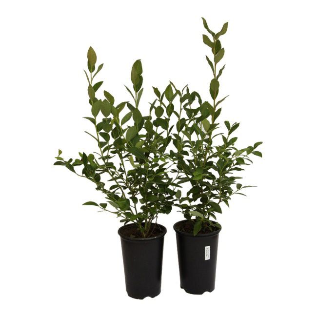 Vaccinium blåbær C1,5