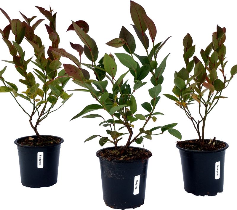 Vaccinium corymbosum blåbær P9