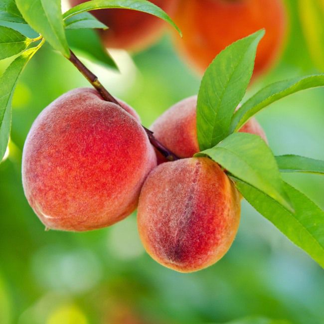 Verve fersken i potte C5 mix