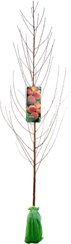 Brugervenlig Verve-fersken til din have – selvbestøvende og pladsbesparende