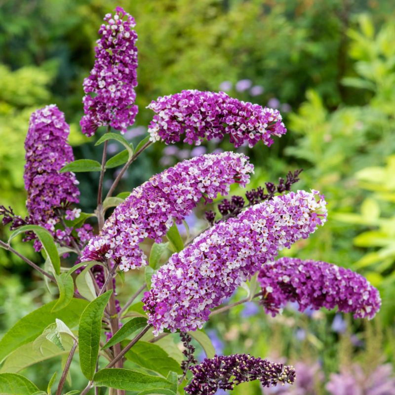 Buddleja Berries & Cream Verve 3 l