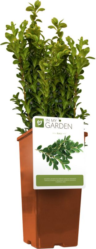 Bukszpan In My Garden C2 - Ideel til grønne hække i haven