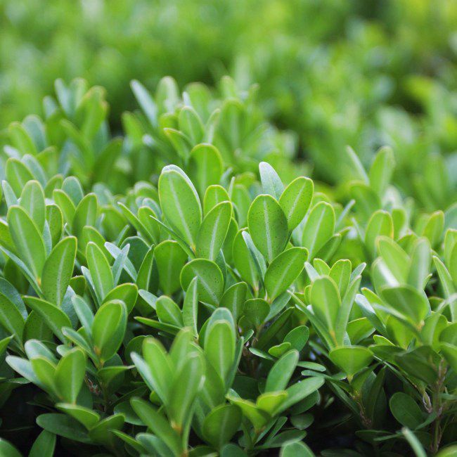 Eviggrøn Buksbom (Buxus sempervirens) 3L 25-35 cm