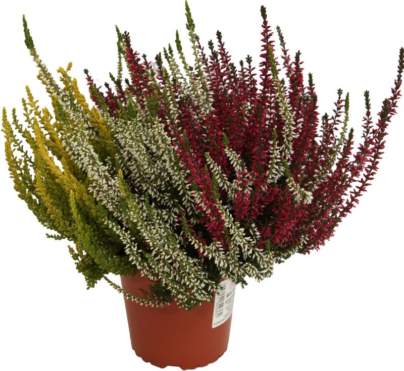 Calluna vulgaris Trio Girls P13