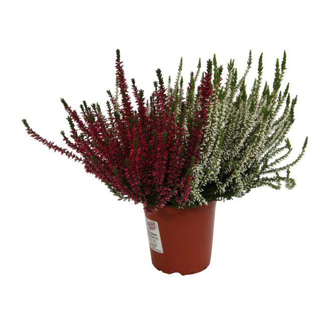 Calluna vulgaris Twingirls P11