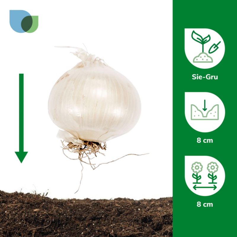 Verve Sphaerocephalon prydløg – 10 stk.