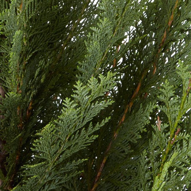 Cyprysik columnaris Verve 10 l