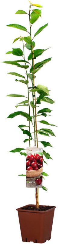 Verve-kirsebær i potte C10