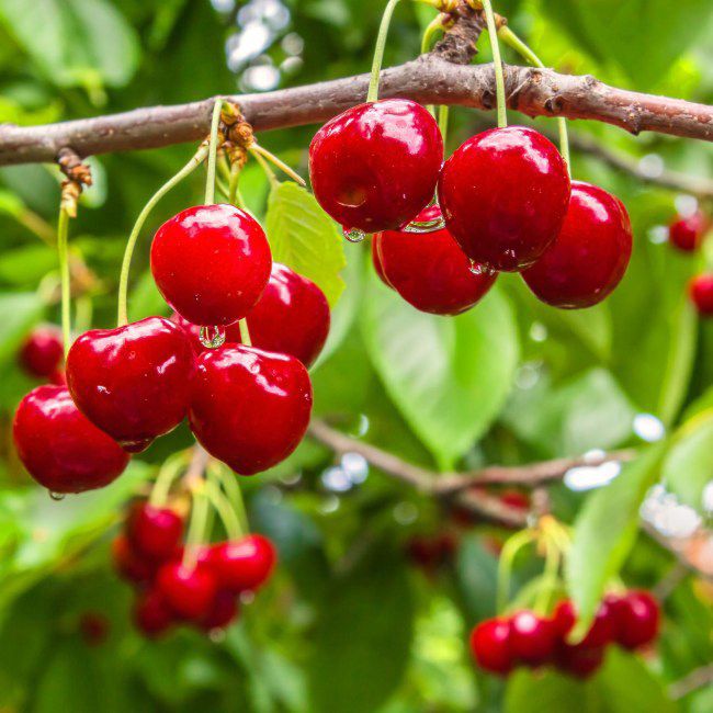 Kirsebær i forskellige sorter