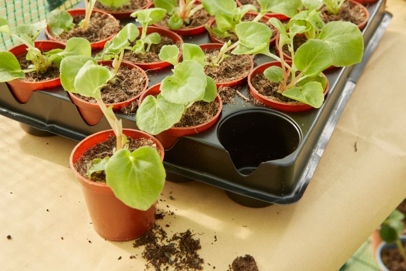 Verve urtepotter 20 stk. med bakke