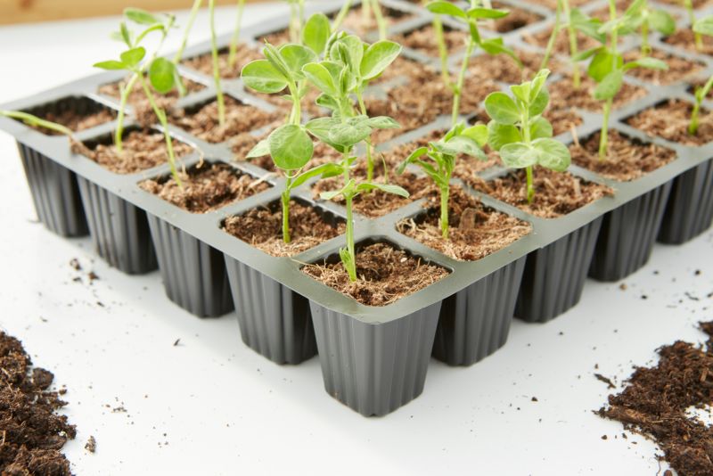 Verve produktionspotte 5 x 5 x 40 cm, 5 stk.