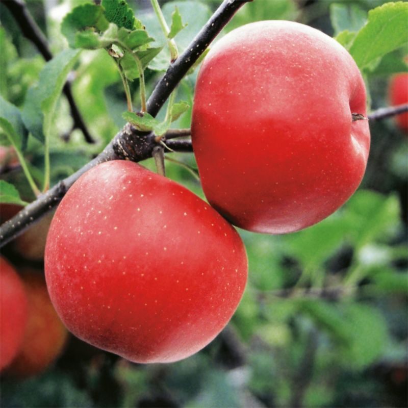 Verve frugttræer æbletræ / pæretræ