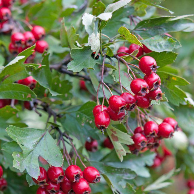 Hvidtjørn i potte C7