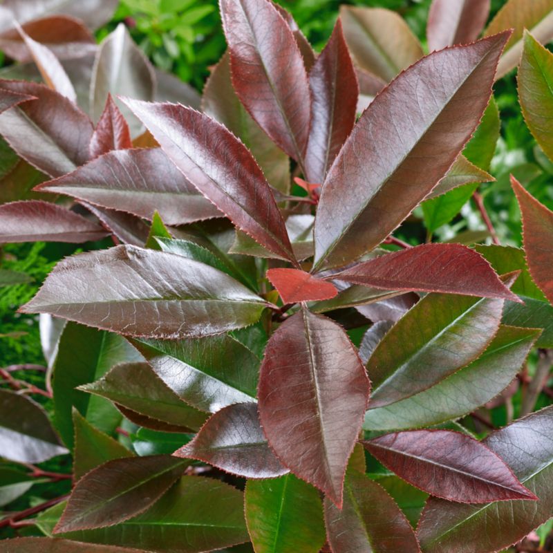 Głogownik Red Robin GoodHome 10 l