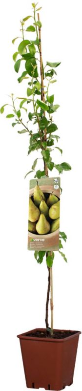 Verve huspære i potte C10