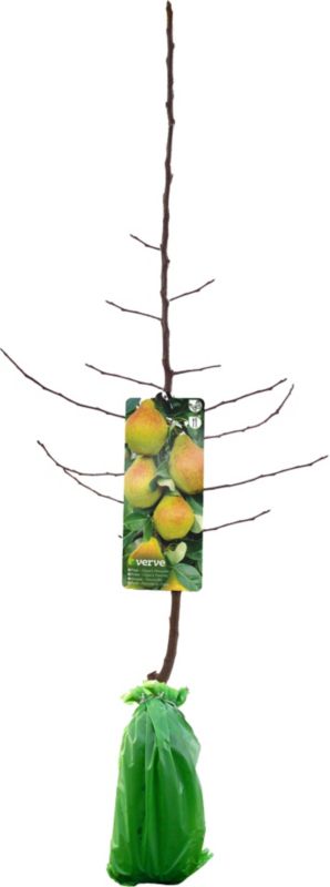 Pære i sorten Verve