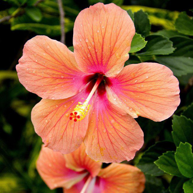 Syrisk hibiscus (Hibiscus syriacus) 5L