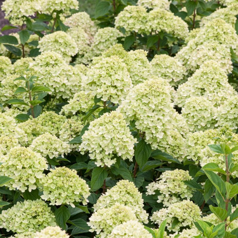 Bukethortensia Little Limelight Verve 5 l