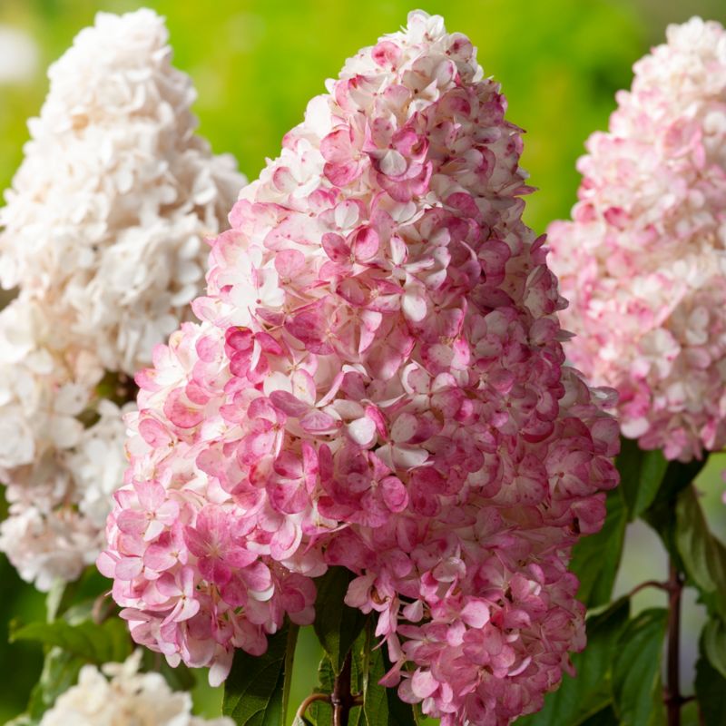 Hortensia buket Vanilla Frais Verve 5 l