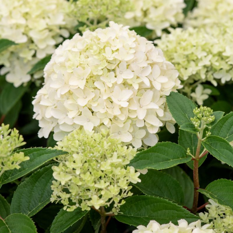 Bukethortensia Whitelight 5 l