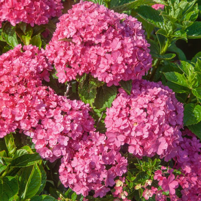 GoodHome Berlin hortensia lyserød 5 l