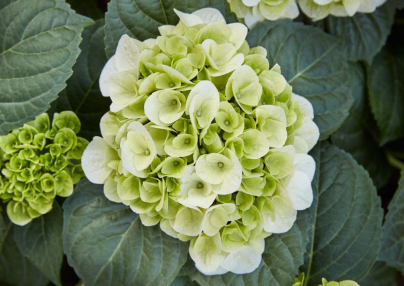 GoodHome hortensia hvid 5 l