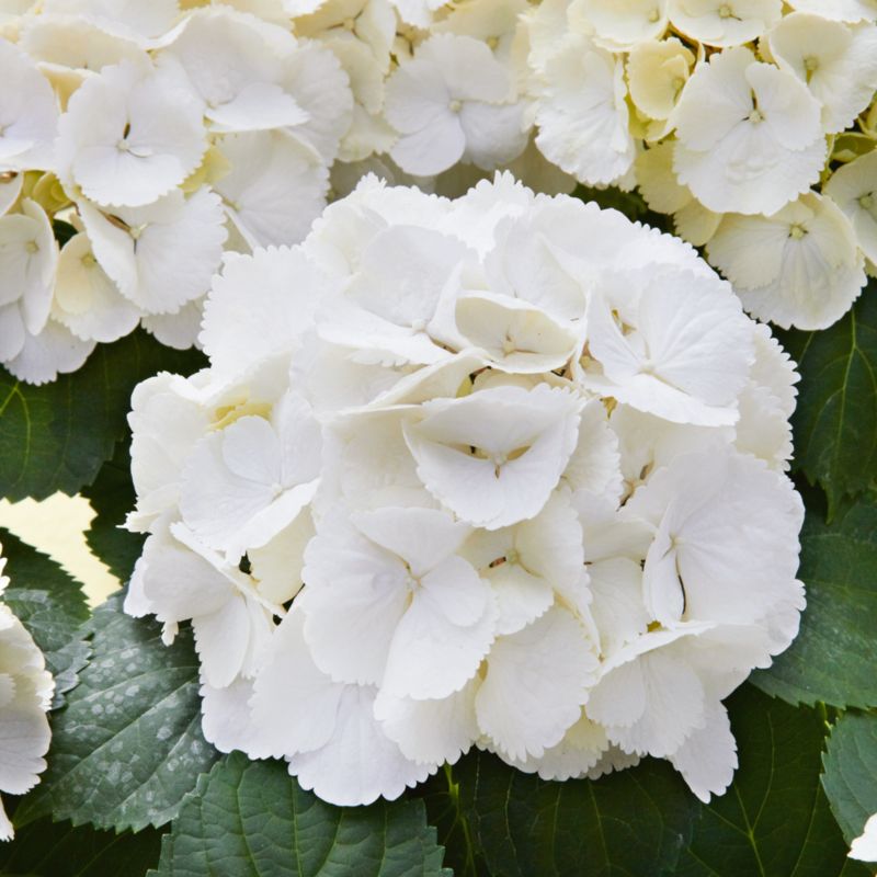 GoodHome hortensia hvid 7,5 l