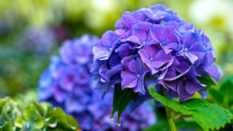 GoodHome blå hortensia 5 l