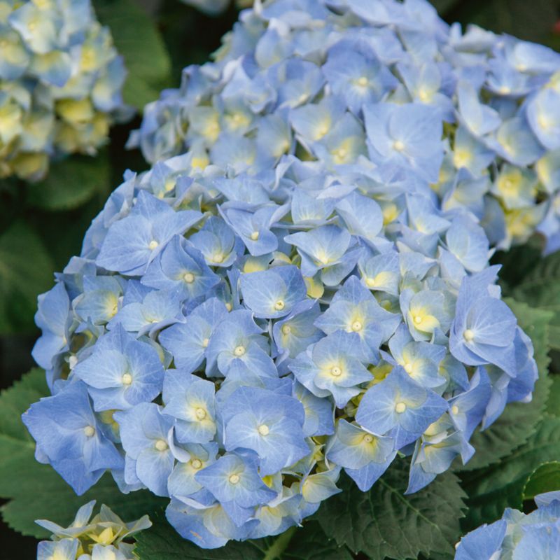 GoodHome blå hortensia 7,5 l