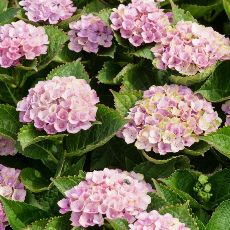 Hortensia Magical Amethyst Verve 5 l