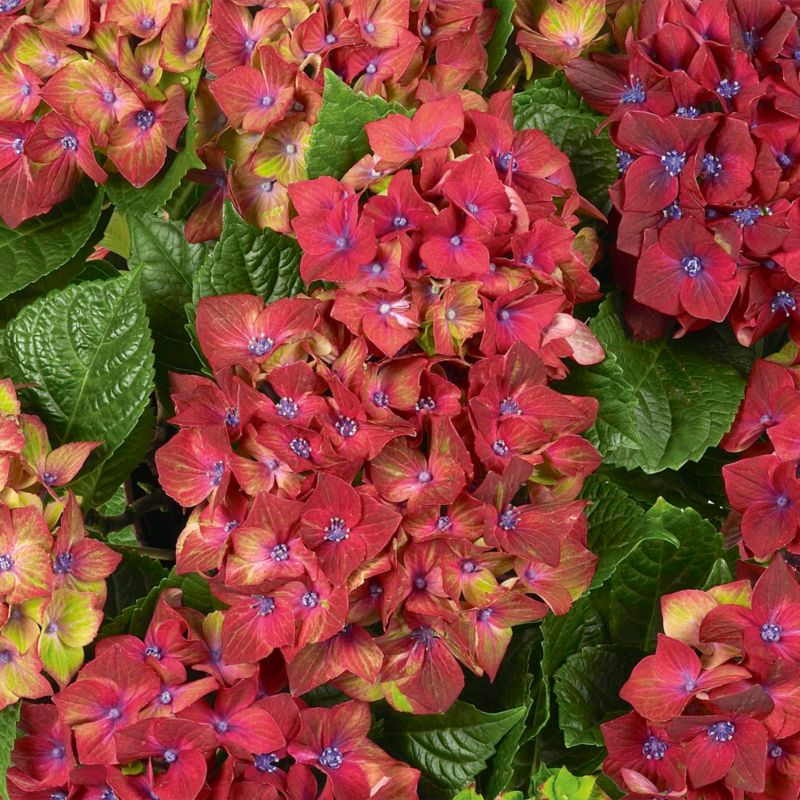 Hortensia Magical Glam Rock Verve 5 l