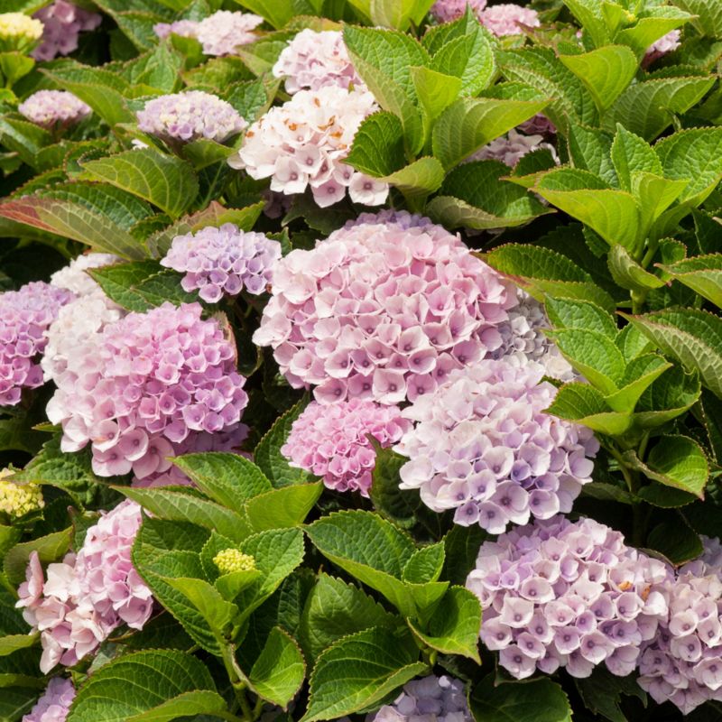 Hortensia Magical Revolution Verve 5 l