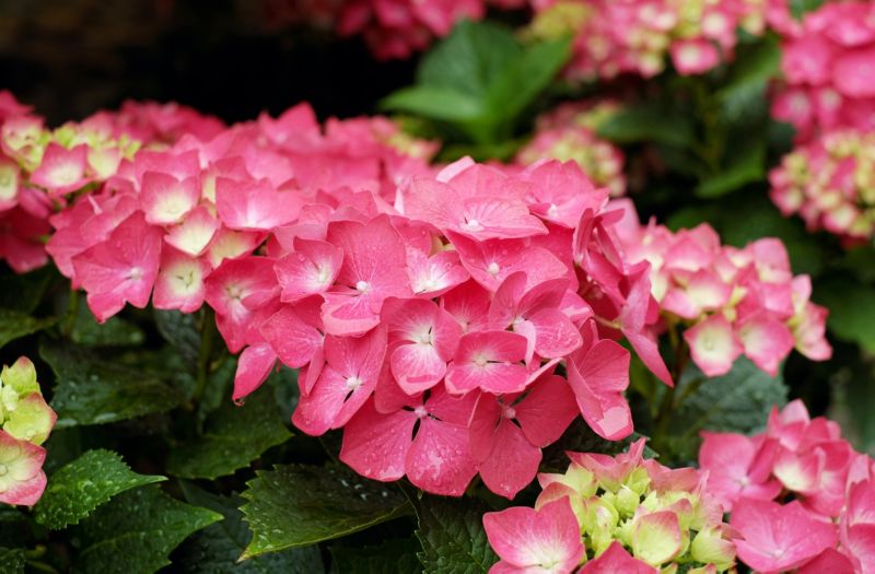 Hortensia Pink Teller GoodHome 5 l